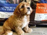Dünya Şekeri̇ Malti̇poo Yavrulari