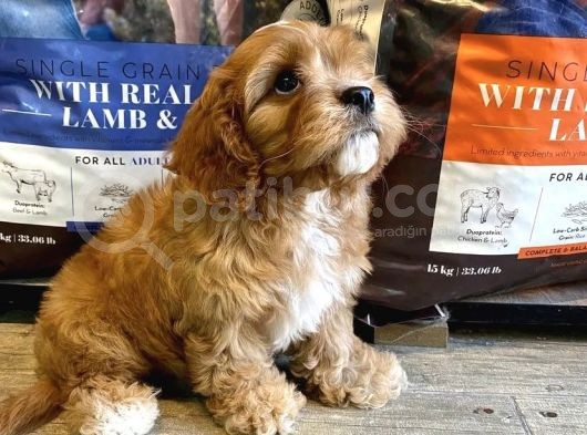 Dünya Şekeri̇ Malti̇poo Yavrulari görsel