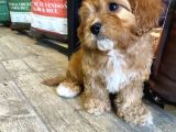 Dünya Şekeri̇ Malti̇poo Yavrulari