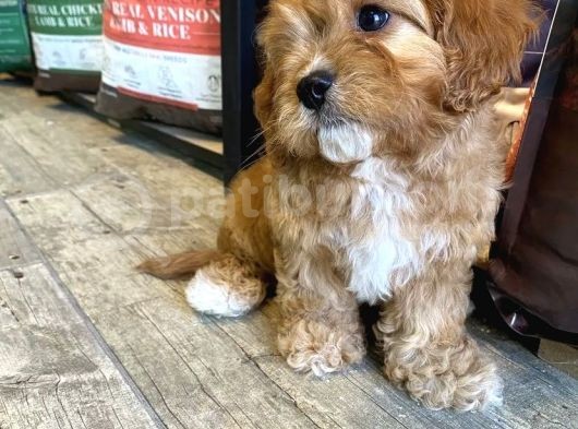 Dünya Şekeri̇ Malti̇poo Yavrulari görsel