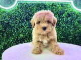 EN İYİ IRK STANDARTLARINDA MALTİPOO YAVRULARI