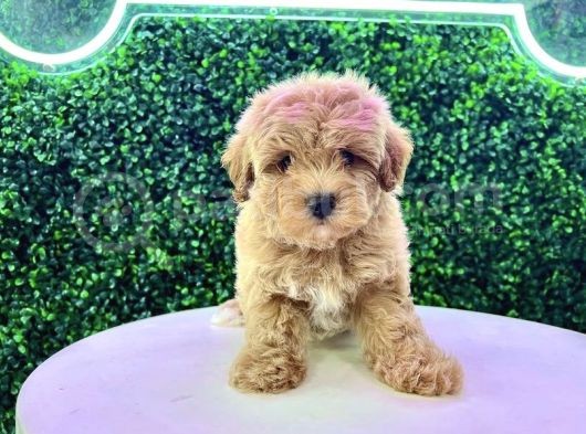 En İyi̇ Irk Standartlarinda Malti̇poo Yavrulari