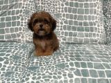 KOYU PHANTOM MALTİPOO YAVRULARI