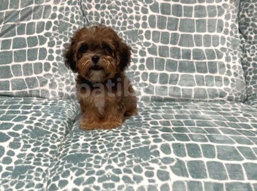 Koyu Phantom Malti̇poo Yavrulari