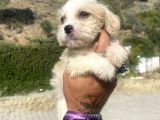 0 No Masum Bakışlı Maltipoo Kızımız
