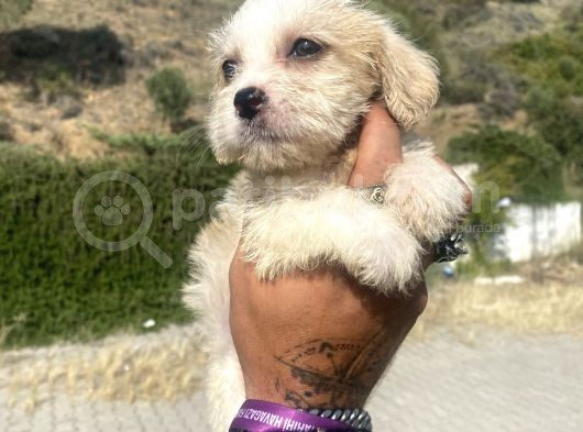 0 No Masum Bakışlı Maltipoo Kızımız görsel