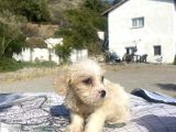 0 No Masum Bakışlı Maltipoo Kızımız