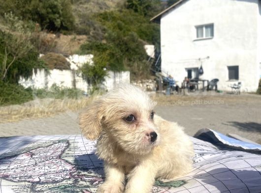 0 No Masum Bakışlı Maltipoo Kızımız görsel