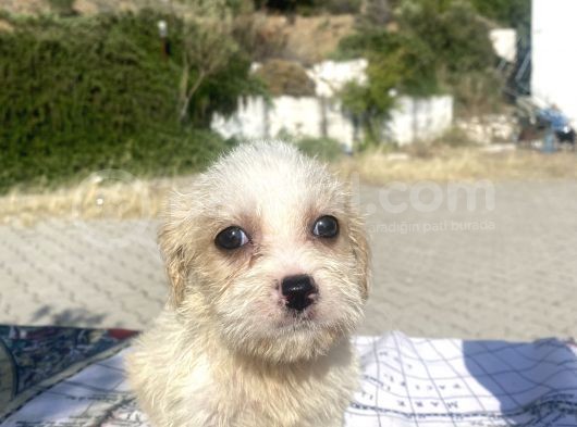 0 No Masum Bakışlı Maltipoo Kızımız görsel