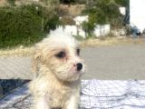 0 No Masum Bakışlı Maltipoo Kızımız