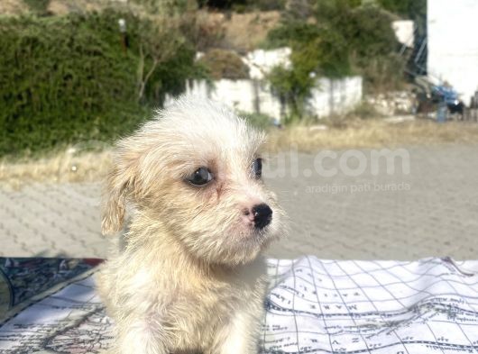 0 No Masum Bakışlı Maltipoo Kızımız görsel