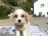 0 No Masum Bakışlı Maltipoo Kızımız