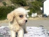 0 No Masum Bakışlı Maltipoo Kızımız