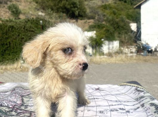 0 No Masum Bakışlı Maltipoo Kızımız görsel