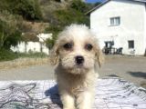 0 No Masum Bakışlı Maltipoo Kızımız