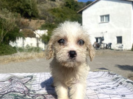 0 No Masum Bakışlı Maltipoo Kızımız görsel