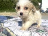 0 No Masum Bakışlı Maltipoo Kızımız