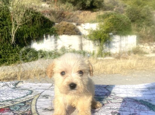 Teacup Maltipoo Oğlumuz
