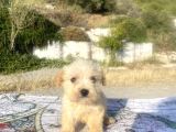 Teacup Maltipoo Oğlumuz