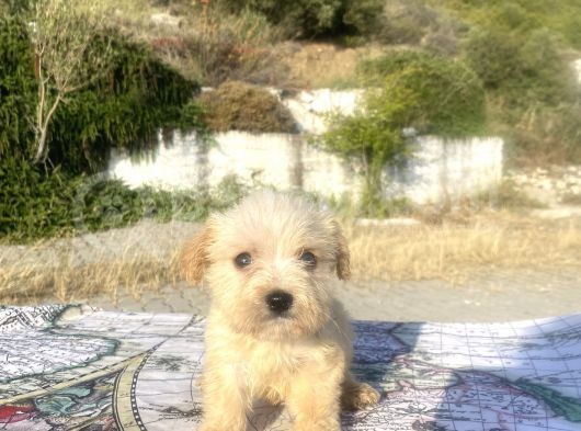 Teacup Maltipoo Oğlumuz görsel