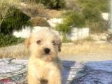 Teacup Maltipoo Oğlumuz