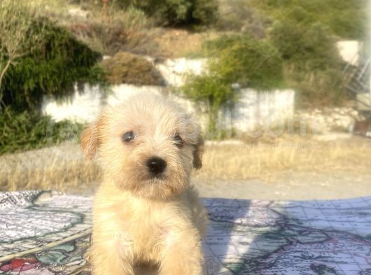 Teacup Maltipoo Oğlumuz görsel