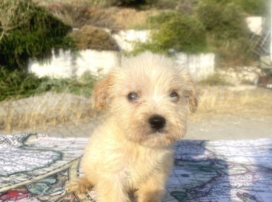 Teacup Maltipoo Oğlumuz görsel