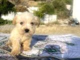 Teacup Maltipoo Oğlumuz