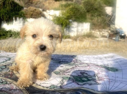 Teacup Maltipoo Oğlumuz görsel