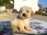 Teacup Maltipoo Oğlumuz