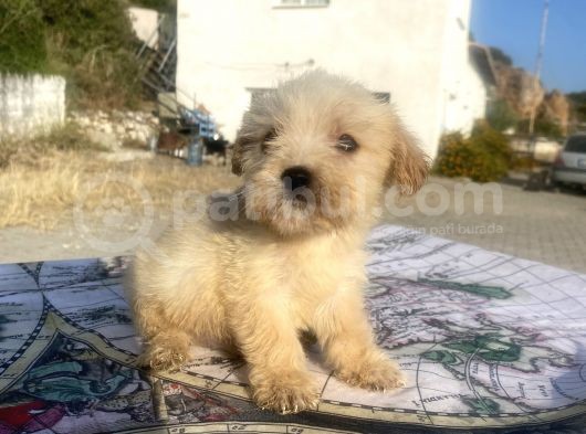 Teacup Maltipoo Oğlumuz görsel