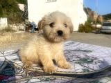 Teacup Maltipoo Oğlumuz