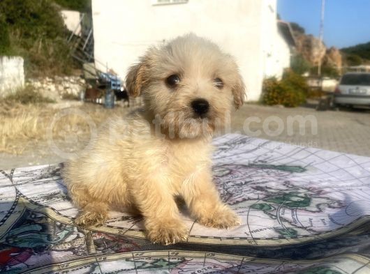 Teacup Maltipoo Oğlumuz görsel
