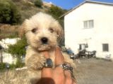 Teacup Maltipoo Oğlumuz