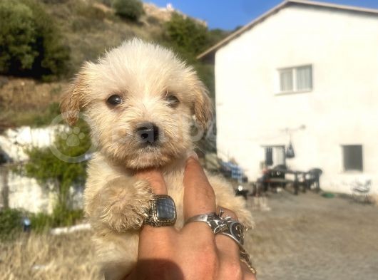 Teacup Maltipoo Oğlumuz görsel