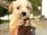 Teacup Maltipoo Oğlumuz