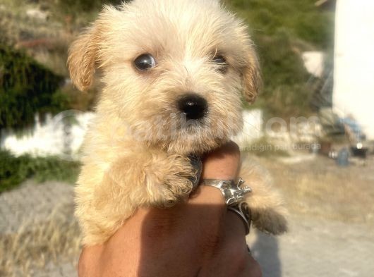 Teacup Maltipoo Oğlumuz görsel