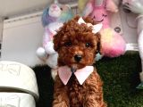 Red Brown Toy Poodle Yavrular