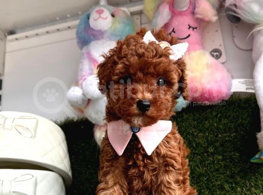 Red Brown Toy Poodle Yavrular görsel