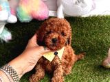 Toy Boy Büyümeyen Irk  Poodle Bebekler