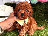 Toy Boy Büyümeyen Irk  Poodle Bebekler