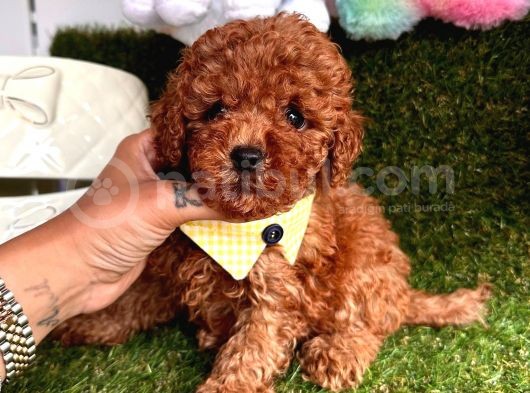 Toy Boy Büyümeyen Irk  Poodle Bebekler görsel