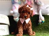 Red Brown Toy Poodle Yavrular