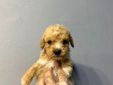 Orji̇nal Malti̇poo Bebekler