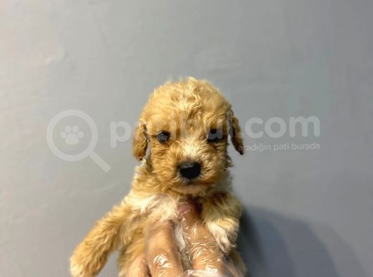 Orji̇nal Malti̇poo Bebekler görsel