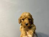 ORJİNAL MALTİPOO BEBEKLER