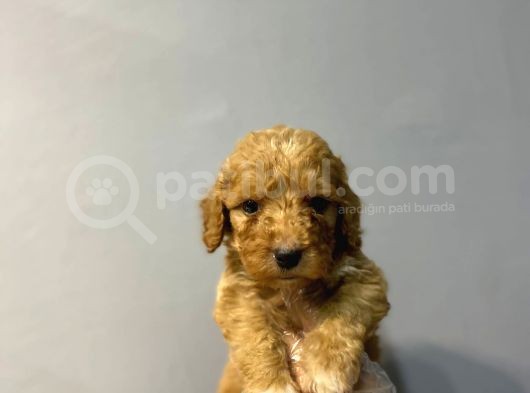 Orji̇nal Malti̇poo Bebekler