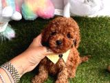 Toy Boy Büyümeyen Irk  Poodle Bebekler