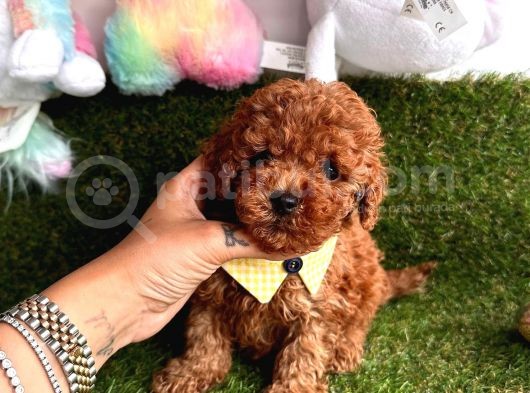 Toy Boy Büyümeyen Irk  Poodle Bebekler
