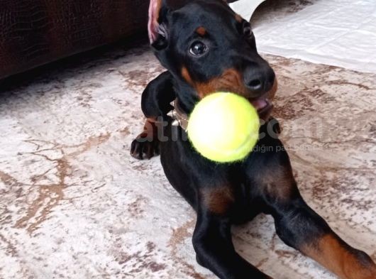 Doberman En İyi̇si̇ni̇ İsteyen Bi̇ze Ulaşabi̇li̇r görsel